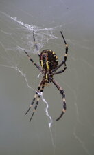 Argiope