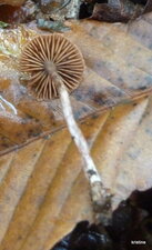 Clitocybe