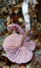 Clytocibe améthyste 