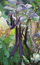 Haricots...violets