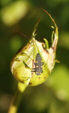 Larve de coccinelle