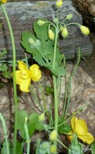 Chelidonium majus .