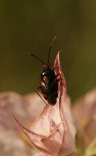 Deraeocoris ruber