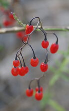 Fruit de morelle