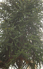 Araucaria araucana