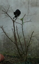 Chat perché