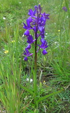 Orchidée à fleurs lâches (laxiflora)