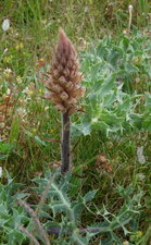 Orobanche du panicaut (orobanche améthyste)