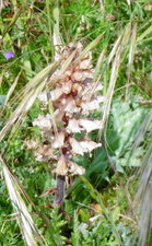 Orobanche du panicaut (améthyste)