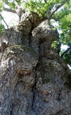 Chêne pédonculé millénaire