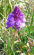Orchidée pyramidale