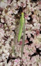 Chrysopa sp.