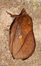 Bombyx buveur - vue de profil