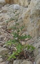 Echinops sphaerocephalus