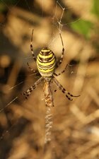 Argiope bruennichi
