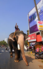"Un elephant en ville"
