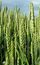 Epis de blé