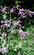 Lychnis fleur de coucou