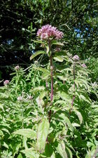 Eupatoire chanvrine