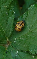 Larve de coccinelle. 4 juin