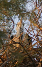 Héron cendré - Ardea cinerea