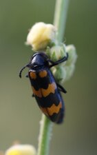 Mylabre inconstant