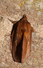 Bombyx buveur