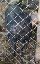Cochon du vietnam