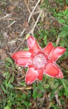 Rose de Porcelaine