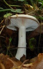 Clytocibes nébuleux