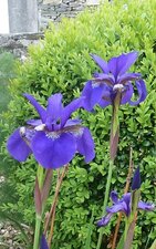 Iris bleu