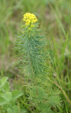 Euphorbe petit cyprès