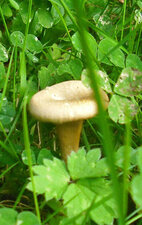 Chanterelle girole