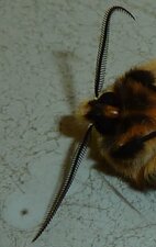Ecaille-lièvre Spilosoma lutea. Noctuelle.