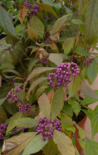 Callicarpa