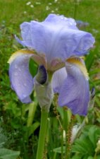 Iris pâle, ou iris de Dalmatie