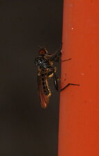 Mouche