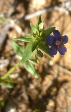 Mouron rouge à fleur bleue (anagallis arvensis azurea)
