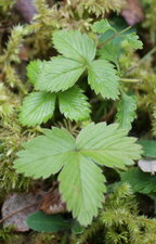 Fraisier des bois