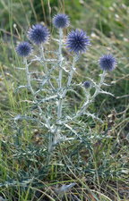 Echinops ritro