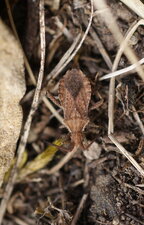 Coreus marginatus