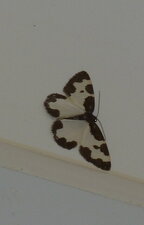 Lomspilis marginata. Noctuelle.