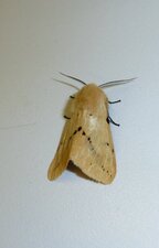 Ecaille-lièvre Spilosoma lutea. noctuelle.
