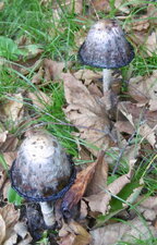 Coprins chevelus trop mûrs