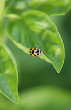 Propylea quatuordecimpunctata