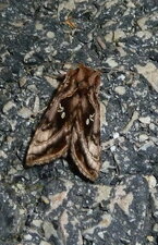 Le Iota Autographa jota.Noctuelle.
