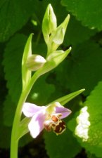 Orchidée abeille (Ophrys apifera)