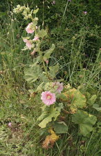Rose trémière