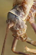 Ephippiger ephippiger