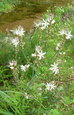 Asphodele (hampe fleurie)